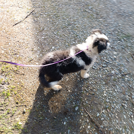 Cucciole border collie pedigree ENCI