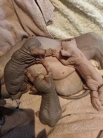 Sphynx