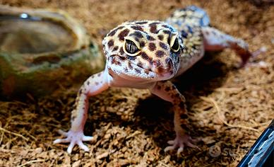 Geco Leopardino, completa di Terrario e accessori