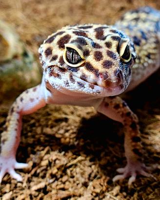 Geco Leopardino, completa di Terrario e accessori