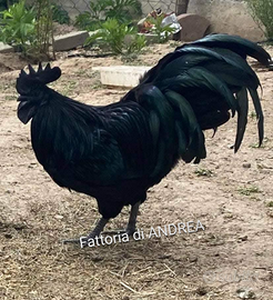 Ayam Cemani