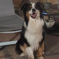 Pastore australiano per monta australian shepherd