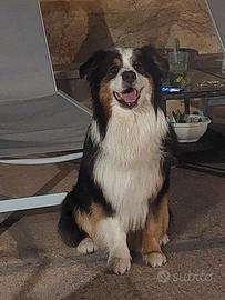 Pastore australiano per monta australian shepherd