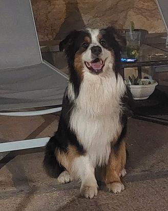 Pastore australiano per monta australian shepherd