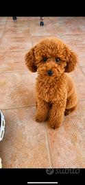 Disponibile Barboncino mini toy per monta