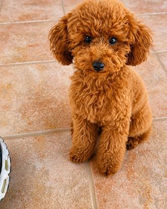 Disponibile Barboncino mini toy per monta