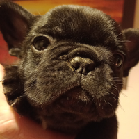 Cuccioli bouledogue francese