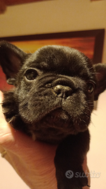 Cuccioli bouledogue francese
