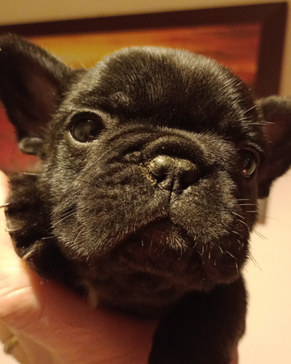 Cuccioli bouledogue francese
