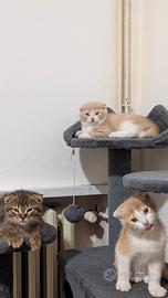Gatti Scottish Fold