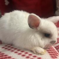 Cucciolo coniglio ariete