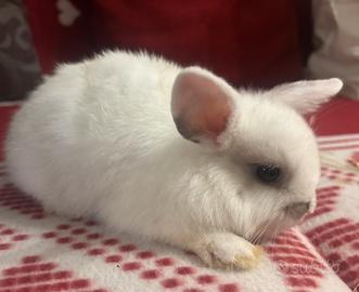 Cucciolo coniglio ariete