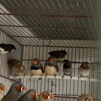 Esotici africani e Asutraliani