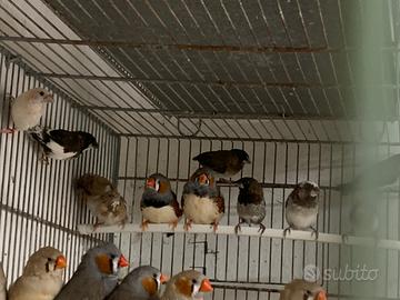 Esotici africani e Asutraliani