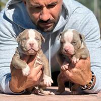 American pitbull terrier