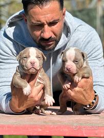 American pitbull terrier