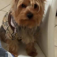 Maschio 4 anni per monta