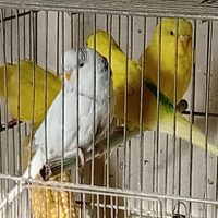 Cocorite