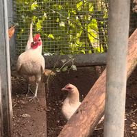Galline bantam