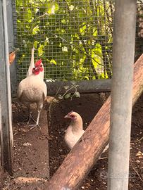 Galline bantam