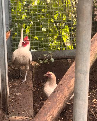 Galline bantam