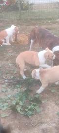 cuccioli Amstaff 