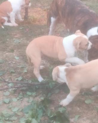 cuccioli Amstaff 