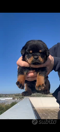 Cuccioli di rottweiler