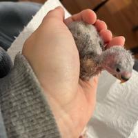 Pulli Inseparabili da imbecco