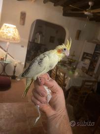 Calopsite levati a mano