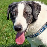 Sam, cane tranquillo