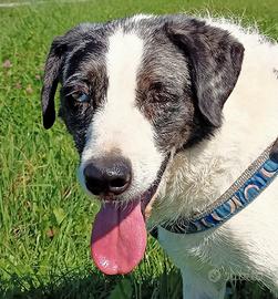 Sam, cane tranquillo