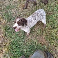 Cane da tartufo