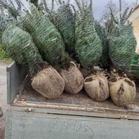 Alberi di Natale veri delle Dolomiti