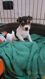 Cuccioli razza Jack Russel
