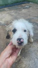 Cucciolo spinone mix taglia media in adozione