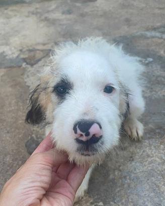 Cucciolo spinone mix taglia media in adozione