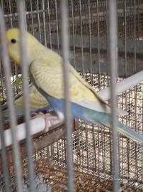 Cocorite di Colore