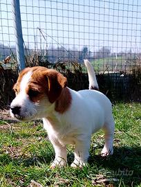 Jack Russell