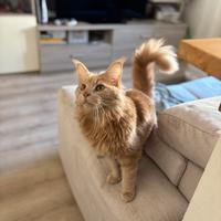 Maine Coon maschio per accoppiamento