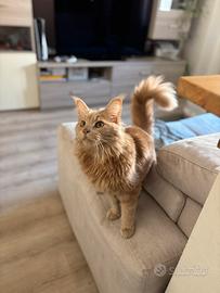 Maine Coon maschio per accoppiamento