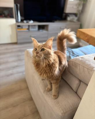Maine Coon maschio per accoppiamento