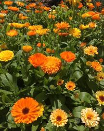 Semi di calendula