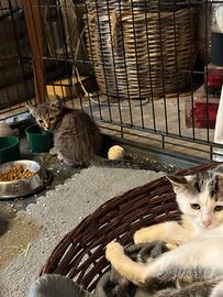Gattini cuccioli