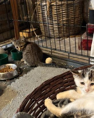 Gattini cuccioli