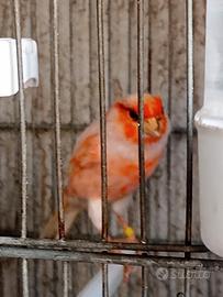 Canarini arlecchino portoghese