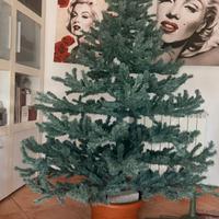 Albero di natale