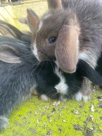 Mini lop
