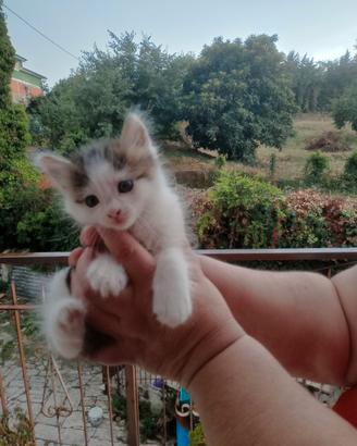 gattini incrocio siberiani nati in casa pelo semil
