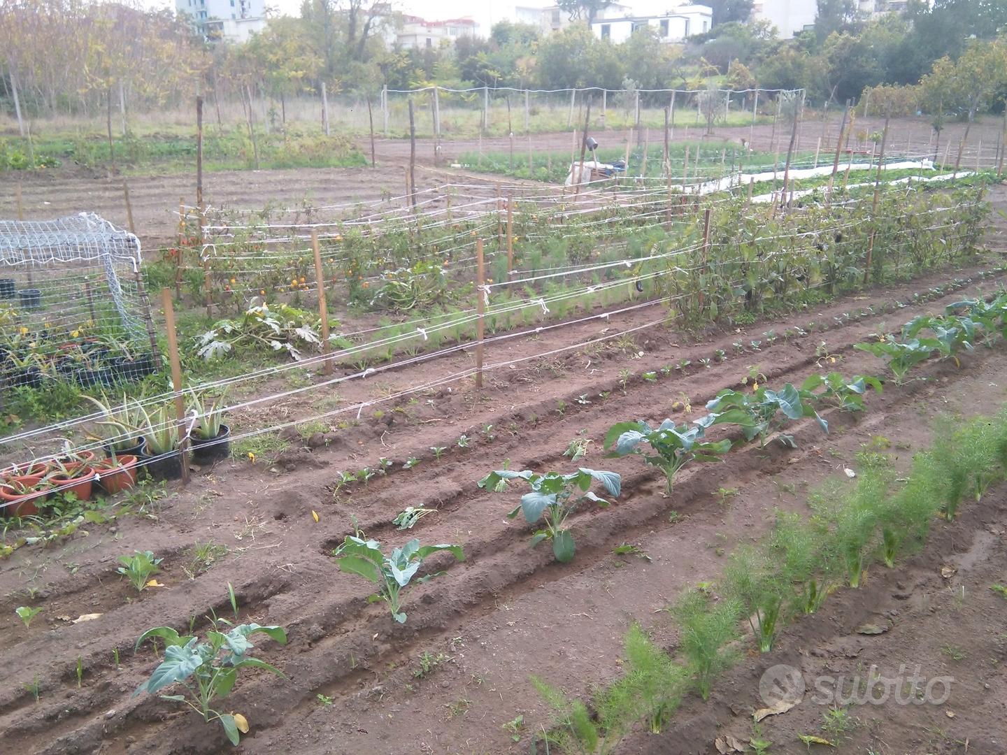 Orti alle falde del Vesuvio - Vista 3